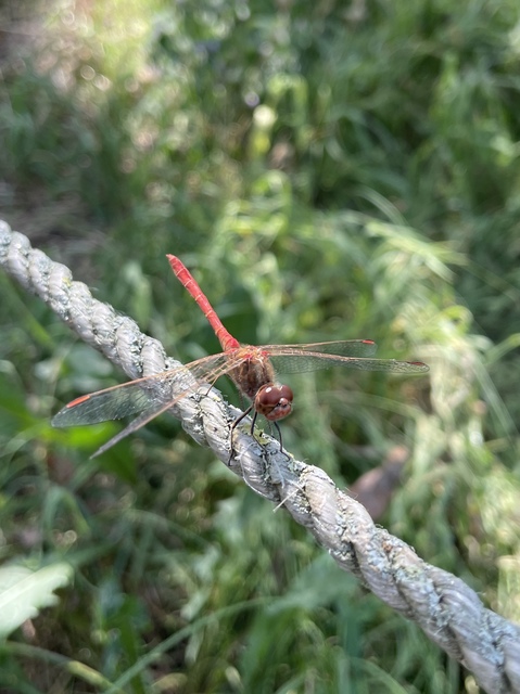 Sympetrum meridionale - fakó katona-szitakötő