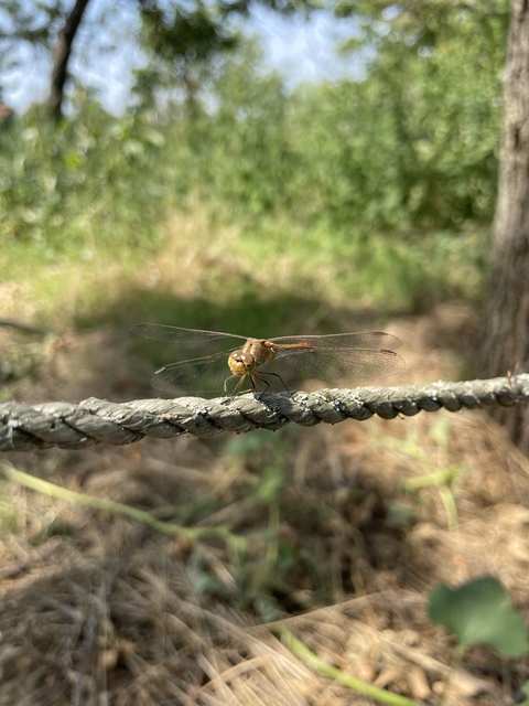 Sympetrum meridionale - fakó katona-szitakötő
