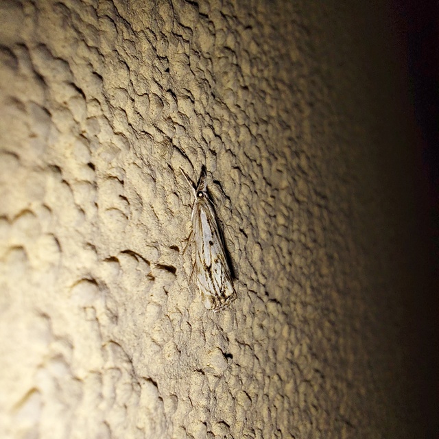 Catoptria falsella - hálós fűgyökérmoly