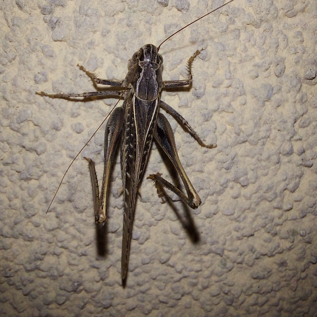 Platycleis affinis - púposhasú rétiszöcske