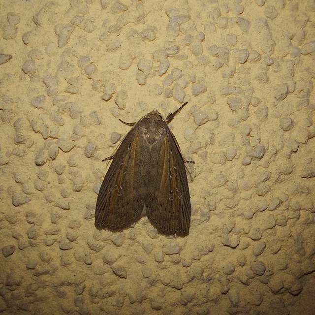 Chilodes maritima - négyfoltos nádibagoly