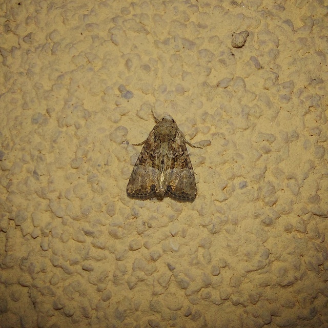 Mesoligia furuncula - kétszínű dudvabagoly