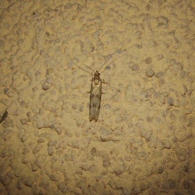 Homoeosoma sinuella - agyagsárga karcsúmoly
