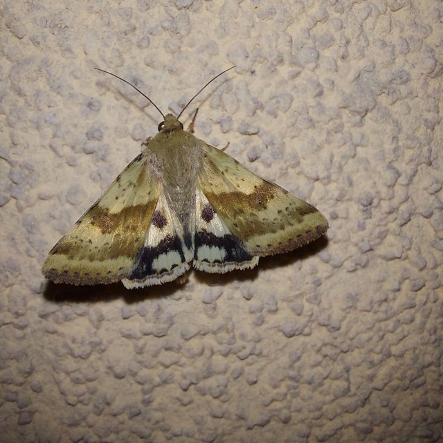 Heliothis adaucta - somkóróbagoly