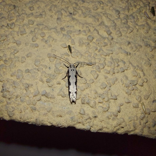 Ethmia bipunctella - kétpettyes feketemoly