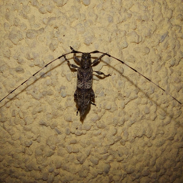 Acanthocinus griseus - szürke daliáscincér