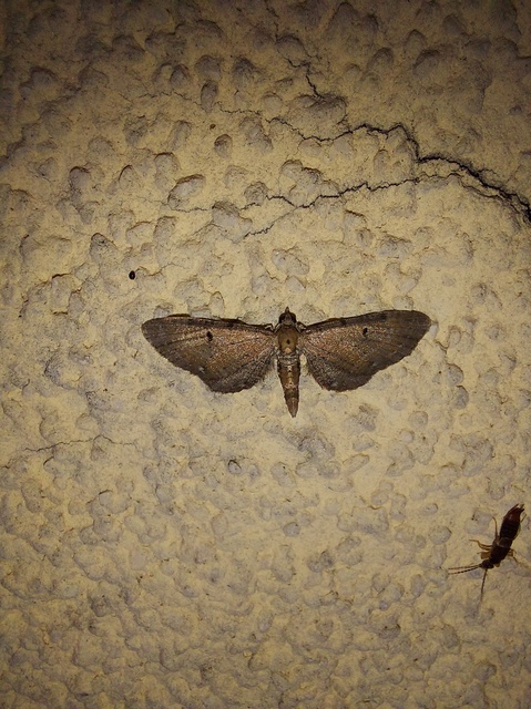 Eupithecia absinthiata - üröm-törpearaszoló