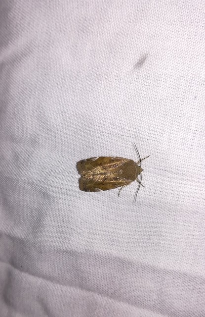 Cosmia affinis - barna lombbagoly