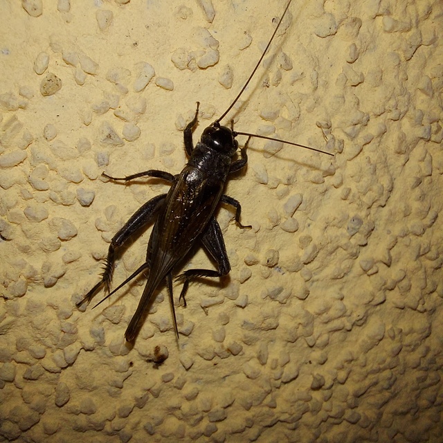 Eumodicogryllus bordigalensis - bordói tücsök