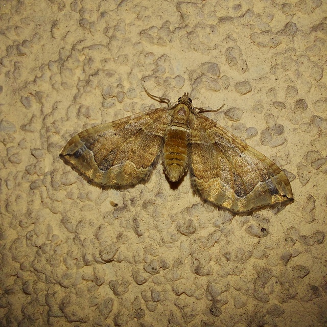 Pelurga comitata - nagy tarkaaraszoló