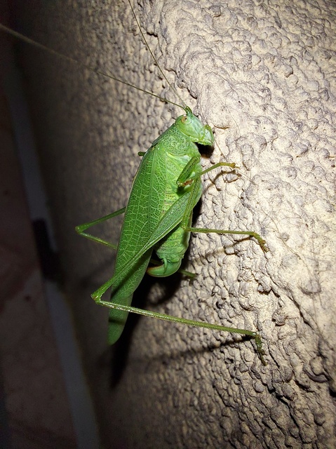 Phaneroptera nana - pontozott repülőszöcske