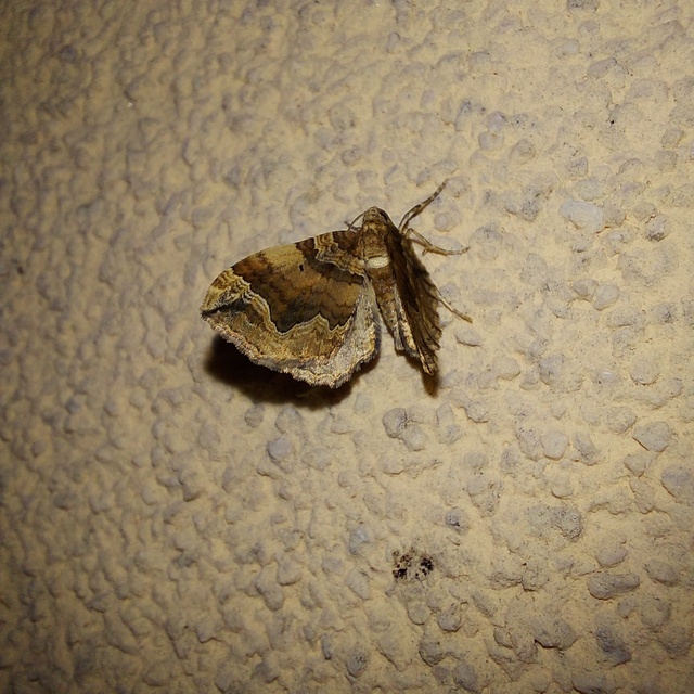 Pelurga comitata - nagy tarkaaraszoló