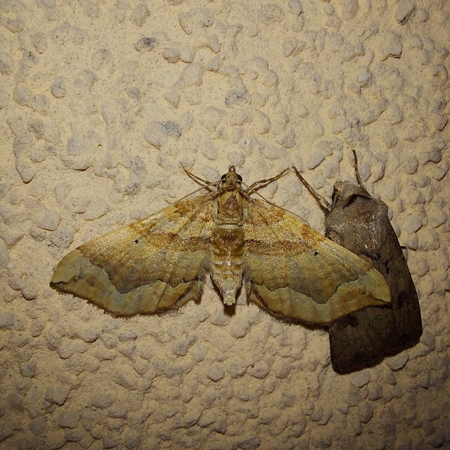 Pelurga comitata - nagy tarkaaraszoló