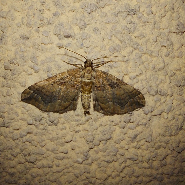 Pelurga comitata - nagy tarkaaraszoló