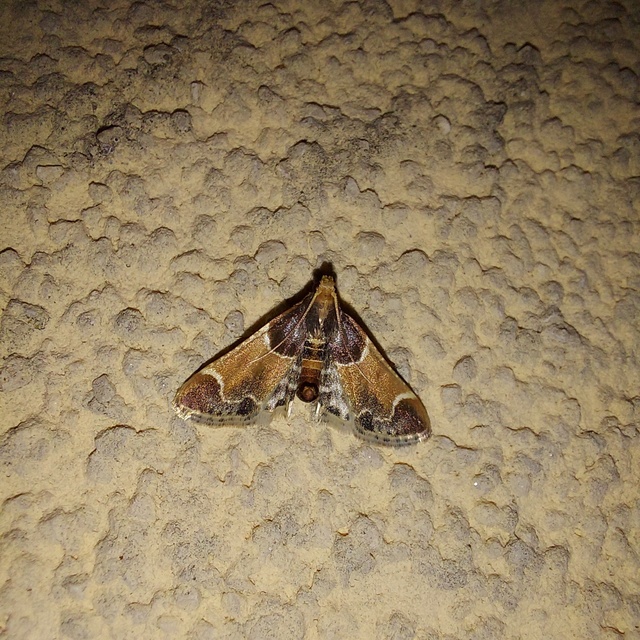 Pyralis farinalis - lisztilonca