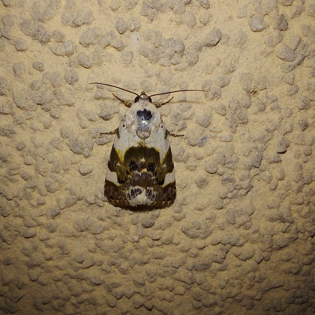 Acontia lucida - fehér nappalibagoly