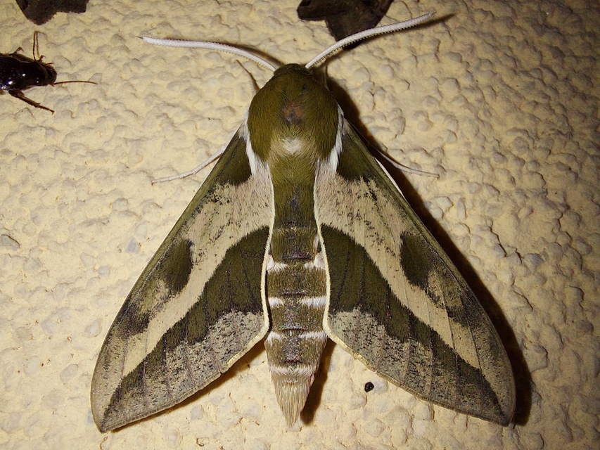 Hyles euphorbiae - kutyatejszender