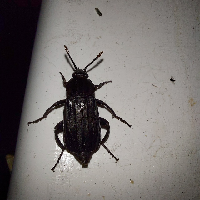 Necrodes littoralis - nagy dögbogár