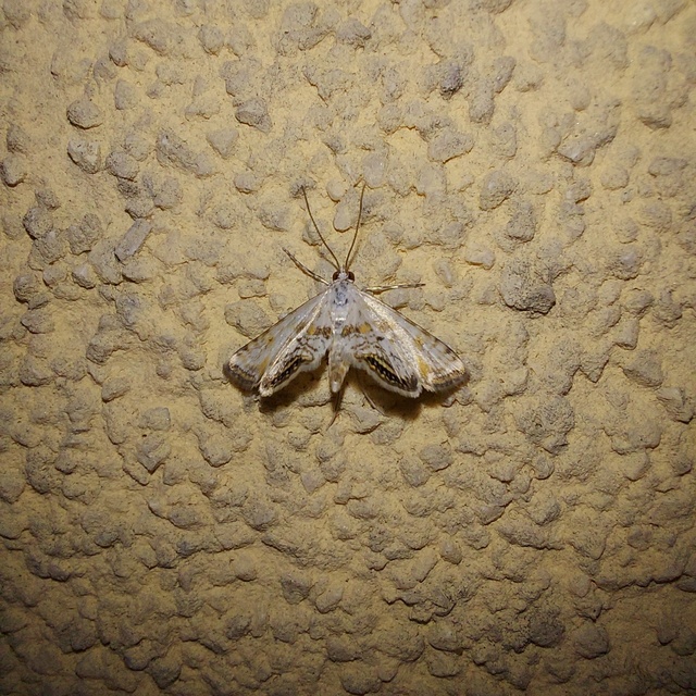 Cataclysta lemnata - békalencsemoly