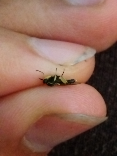 Solva marginata