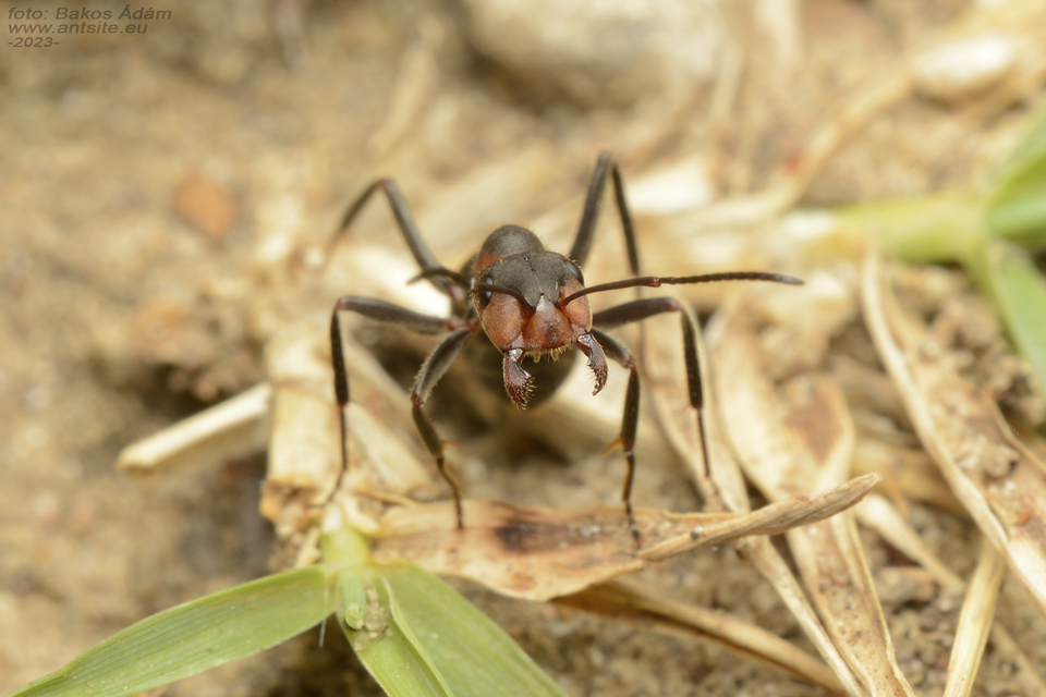 Formica pratensis - réti vöröshangya