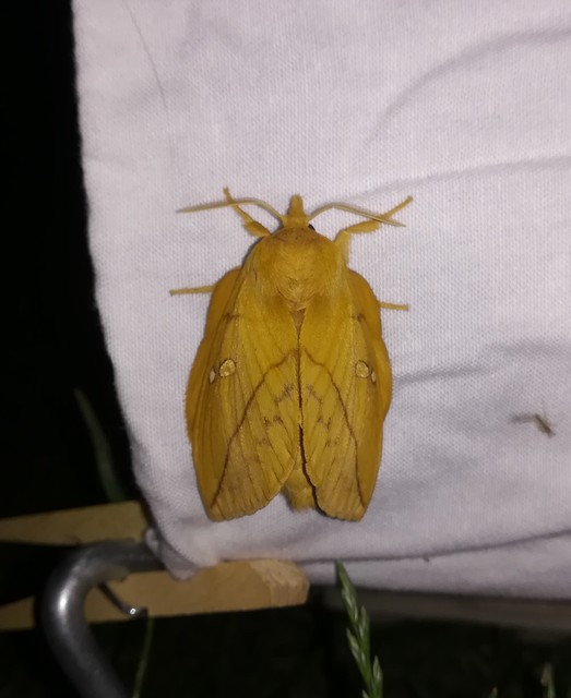 Euthrix potatoria - szomjas pohók