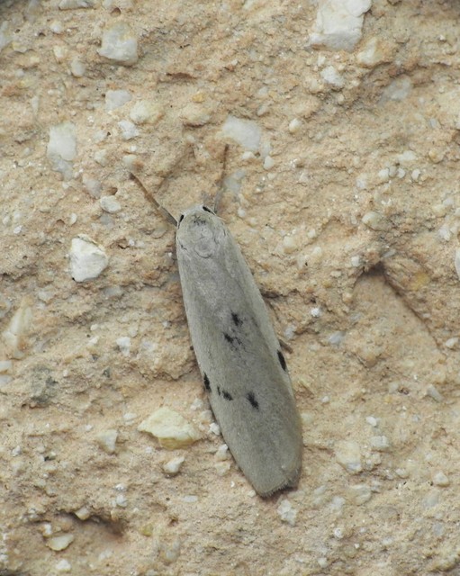 Pelosia muscerda - hamvas zuzmószövő