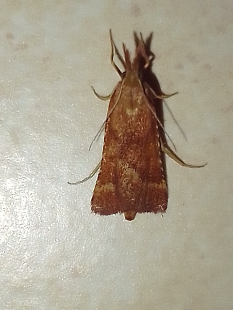 Synaphe punctalis - hosszúlábú fényilonca