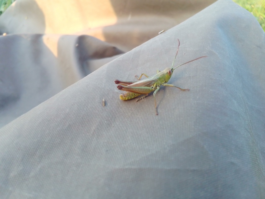 Pseudochorthippus parallelus - közönséges rétisáska