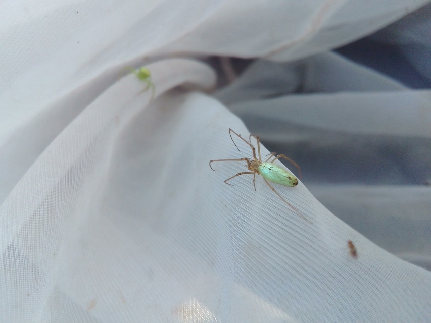 Tetragnatha