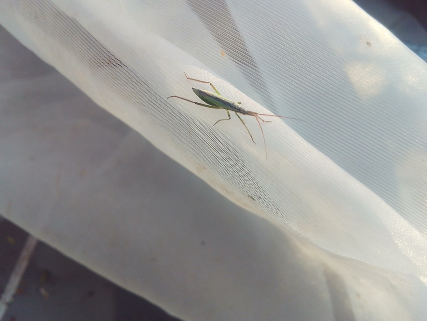 Notostira