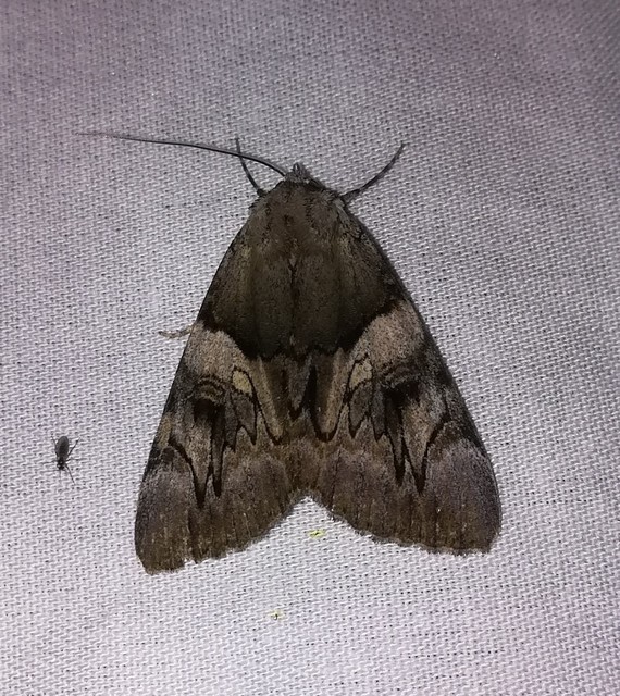 Catocala fulminea - galagonya-övesbagoly