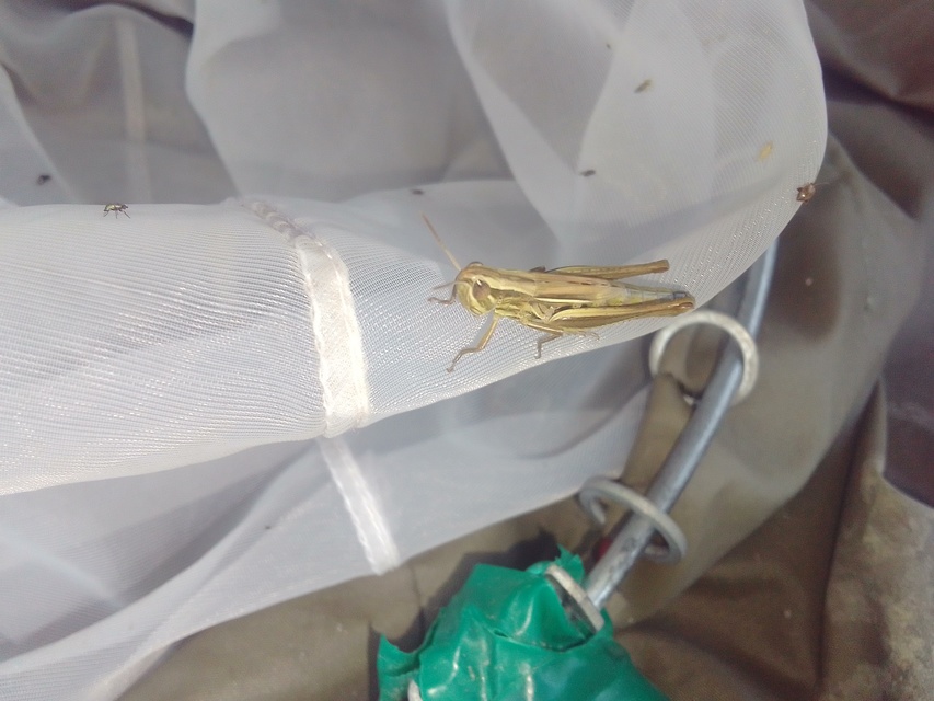 Euchorthippus declivus - rövidszárnyú rétisáska