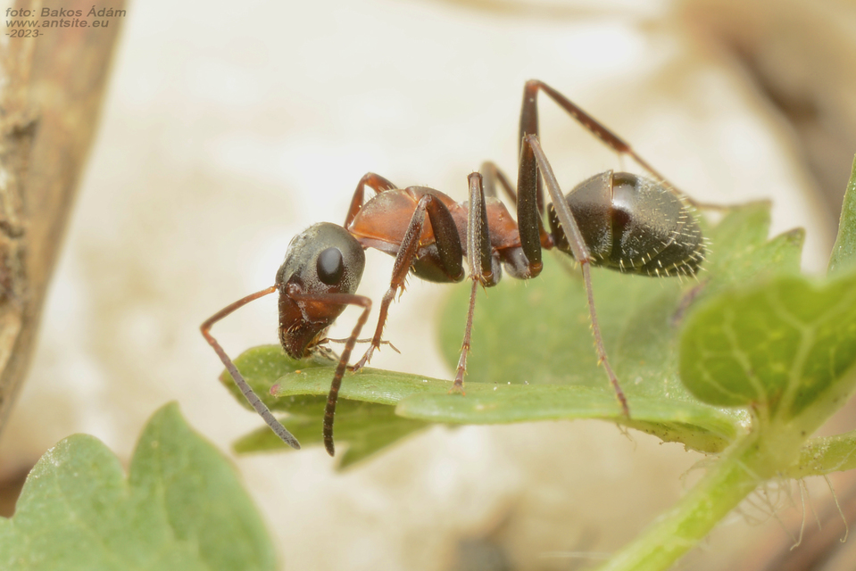 Formica rufibarbis - vörös rabszolgahangya