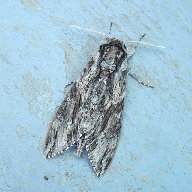 Agrius convolvuli - szulákszender