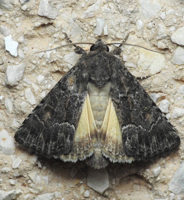 Thalpophila matura - fakó erdeibagoly