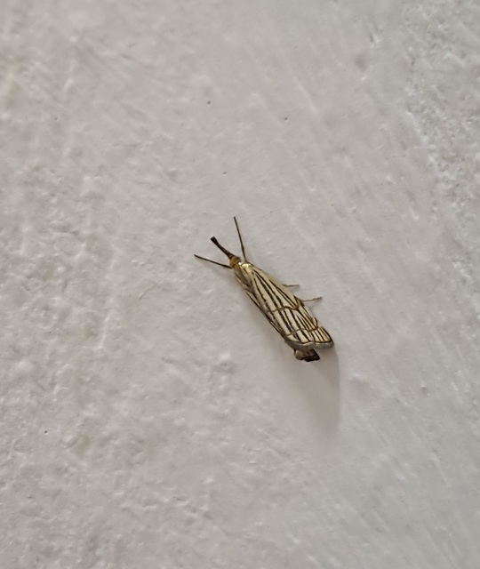 Chrysocramboides craterella - rácsos fűgyökérmoly