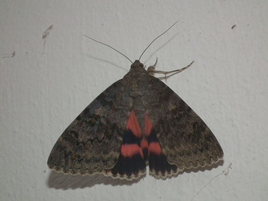Catocala elocata - közönséges övesbagoly