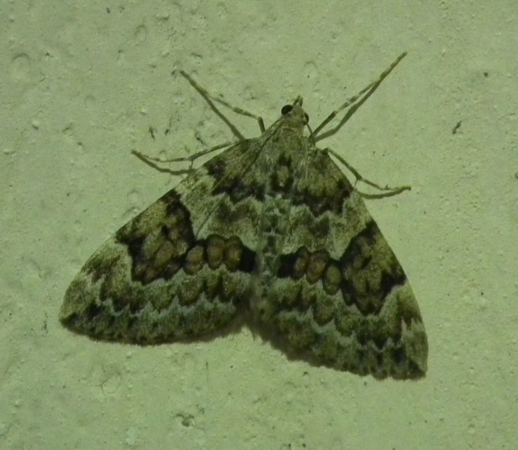 Thera variata/britannica