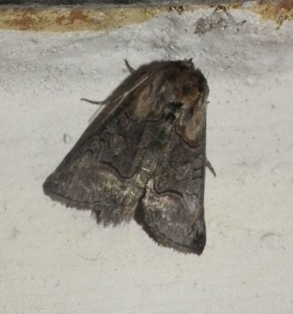 Abrostola asclepiadis - barnaövű csalánbagoly