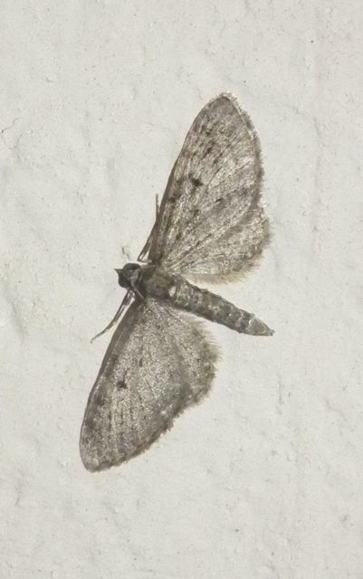 Eupithecia virgaureata - aranyvessző-törpearaszoló