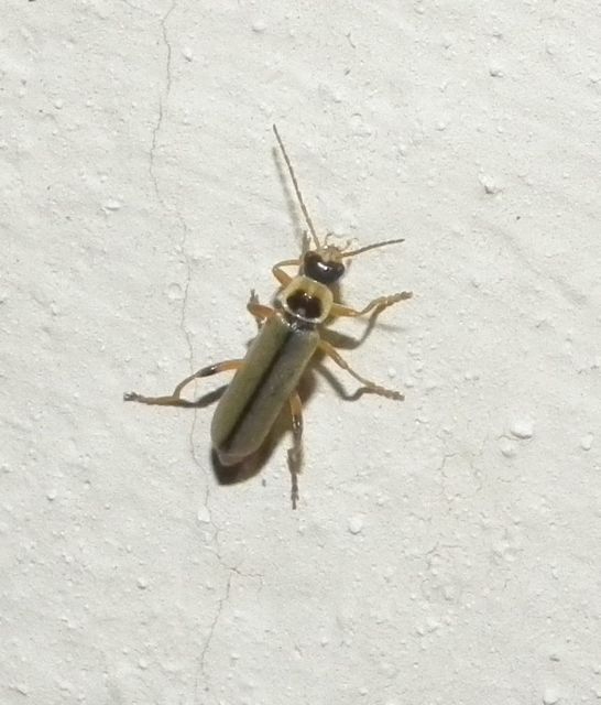 Metacantharis clypeata - tavaszi lágybogár