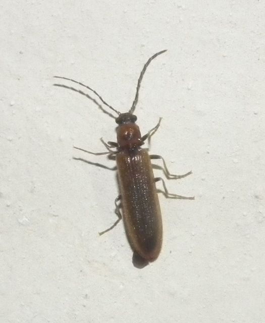 Denticollis linearis - dülledtszemű pattanó