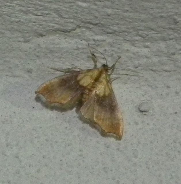 Agrotera nemoralis - ligeti tűzmoly