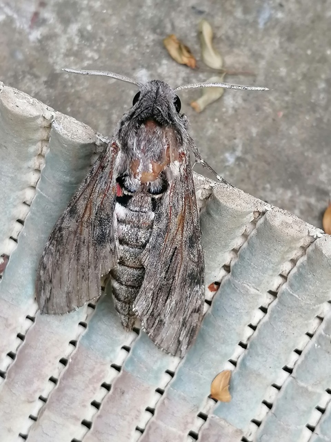 Agrius convolvuli - szulákszender