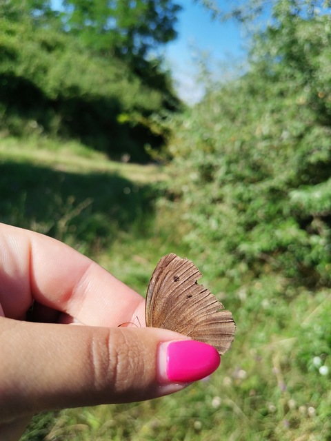 Minois dryas - fekete szemeslepke