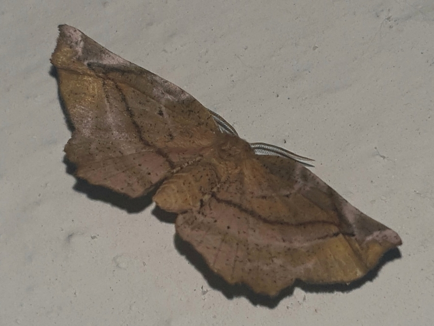 Apeira syringaria - orgona-araszoló