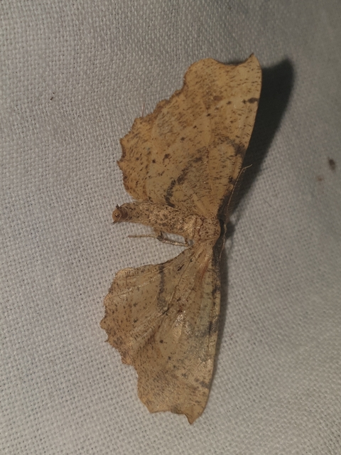 Artiora evonymaria - kecskerágó-araszoló