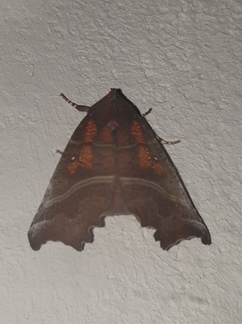 Scoliopteryx libatrix - vörös csipkésbagoly