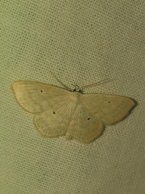 Scopula immutata - réti fehéraraszoló